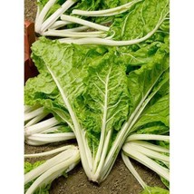 SEPTH Swiss Chard Lucullus Seeds 50 Ct Heirloom Vegetable Garden Non-Gmo - £3.10 GBP