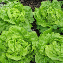 BELLFARM Lettuce &#39;Tomy Thumb&#39; Organic Vegetable Seeds 500 seeds professional pac - $6.00