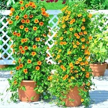 SGHOST 50 Black Eyed Sn Vine Flower Seeds Flowering Vine Garden Patio Container  - £7.97 GBP