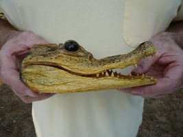 (G-Def-52) 6-1/8&quot; Deformed Gator Alligator Aligator Head Teeth Taxidermy Weird - £55.29 GBP