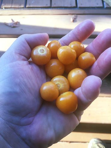 15 Peruvian sweet Cherry tomato seed-1363