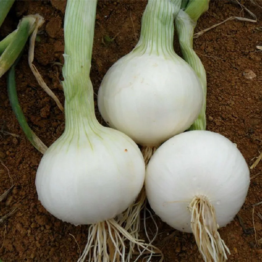 200 WHITE SPANISH SWEET ONION VEGETABLE SEEDS FOR GARDEN - €6,01 EUR