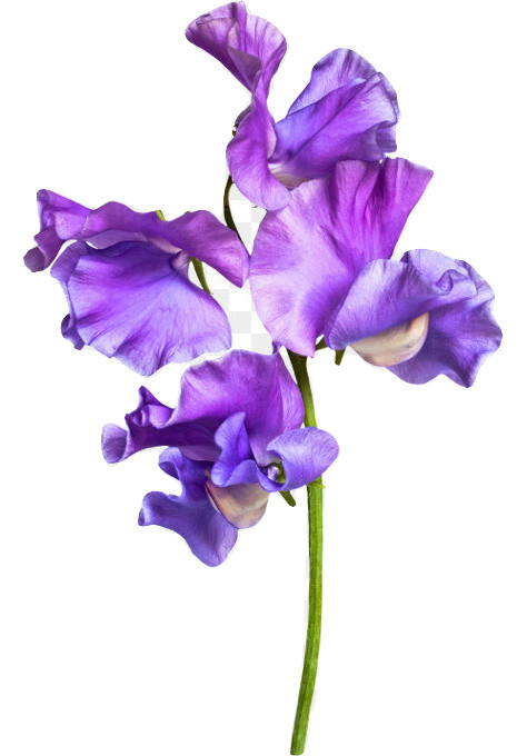 SWEET PEA purple 1 oz seeds - $28.49