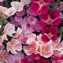 SEPTH Godetia- Monach Mix- Grandiflora- 100 seeds- BOGO 50% off SALE - $6.06