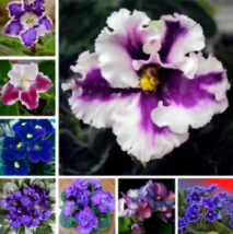 Mixed Color African Violet Seeds Matthiola Garden Flowers - £4.00 GBP
