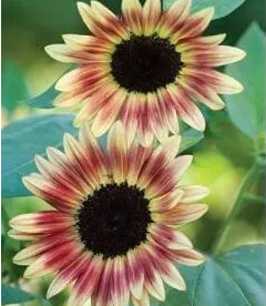 Primary image for Strawberry Blonde Sunflower 100 Seeds