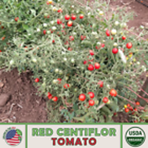 Red Centiflor Tomato 10 Seeds, Multi-flora, Organic, Non-GMO, Genuine USA - $12.98