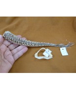 (sj83-23) 2-1/4" CUCKOO RAY jaw + tail piece Raja fleurie jaws t**th sci... - $2,482.81 MXN (sj83-23) 2-1/4" CUCKOO RAY jaw + tail piece Raja fleurie jaws t**th sci... - $2,482.81 MXN