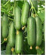 Beit Alpha Cucumber Seeds, Persian or Lebanese Cucumber, Burpless, FREE ... - £1.31 GBP+