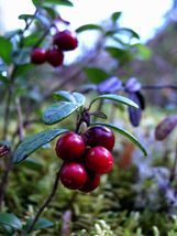 25+ Lingonberry Vaccinium Vitis-Idaea Superfruit cold tolerant seeds  - £4.89 GBP