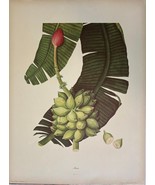 Vintage 1950 Still Life Fruit Musa Botanical artwork ~J Verner Reed Publ... - $207.01 CAD