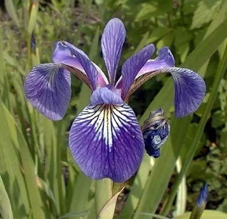 10 Seeds Versicolors Blue Harlequins Aquatics Iris Flag Suitable For Sma... - $23.80