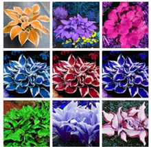 Promotion! 150 Pcs Beautiful Hosta Perennials Lily Flower Shade Hosta Fl... - $7.89