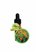 French Marigold Essential Oil - 3.7ml (1/8oz, Dram) - 100% Pure Tagetes Patula - £15.65 GBP