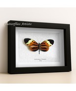 Heliconius Numata Real Longwing Butterfly Taxidermy Framed Entomology Sh... - $71.97 CAD