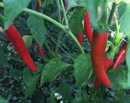 FRESH Mild Hot Giant Thai Chili Pepper Fresh Seeds (40 Seeds) - £5.59 GBP