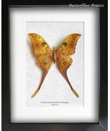 Actias Groenendaeli Acutapex Indonesian Moon Moth Framed Entomology Shad... - $4,251.44 MXN