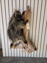 Beautiful Winter Porcupine Lifesize Taxidermy Wall Mount - $1,200.00