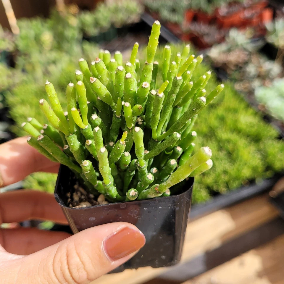 Hatiora Salicornioides &#39;Dancing Bones&#39; - 2&quot; Pot Live Succulent Cactus Plant - $24.85