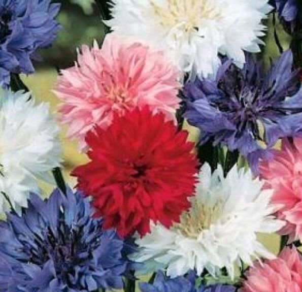 SKMO 100 SKMO Bachelor Button &quot;&quot;Polka Dot&quot;&quot; Seeds Dwarf Mix  Cornflower - $1.93
