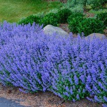 USA Seller 200 Catnip Seeds Perennial Bug Repelling Herb - $8.88