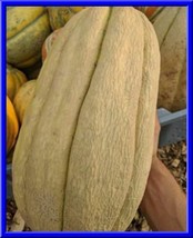 US Seller Old Tyme Tennessee Cantaloupe15 Seeds Loads Of Huge Oblong Fru... - $20.96