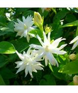 BELLE OF INDIA Jasminum Sambac Double Starter Plant Intensely Fragrant - $37.99