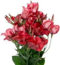 Red Lisianthus Arena Long Lasting Blooms Outdoor Live Plant 20 Seeds - £15.97 GBP