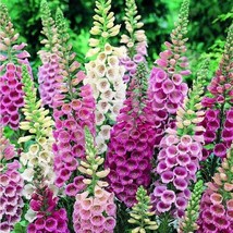 Foxglove Flower Seeds - £4.68 GBP