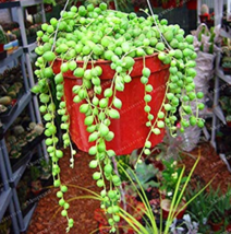 Gardem Beads Senecio Rowleyanus Pearl Chlorophytum Succulent Plants Pott... - $7.89