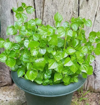 5000 seeds crab claw - rau cang cua herb peperomia pellucida pansit pans... - $15.56