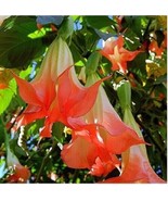 10 SEEDS ORANGE ANGEL TRUMPET FLOWER SEED FLOWERS TROPICAL HEIRLOOM SEED... - $8.35