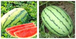 Lazy Melon King Watermelon Bonsai red Meat Garden Seeds 40 Seeds - £14.10 GBP