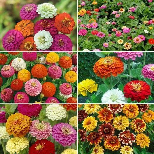 Zinnia Zinmaster Mix 6 Heirloom Zinnias Tall &amp; Dwarf Non-Gmo 200 Seeds Garden - £8.59 GBP