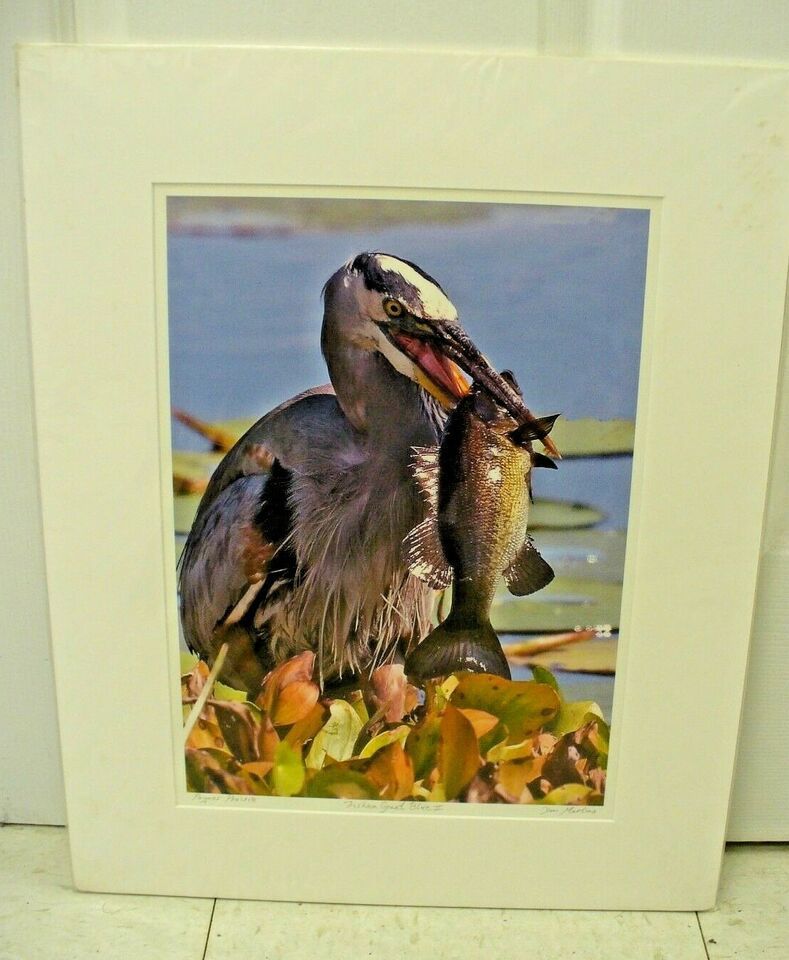 MATTED PHOTOGRAPHY Fishen Great Blue 2 in Paynes Prairie By Dom Martino ... - $25.49