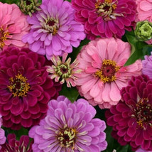 PS 100 Art Deco Mix Zinnia Seeds Fast Grow - $12.67