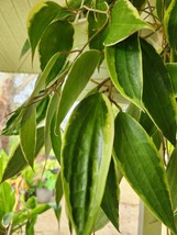 Hoya Latifolia Macrophylla Albomarginata Wax Plant Variagated Vining Hou... - $7.92