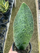 Sansevieria Masoniana, Whale Fin Snake Plant 6&quot; Pot, Very Large Healthy Mason&#39;s  - £37.19 GBP