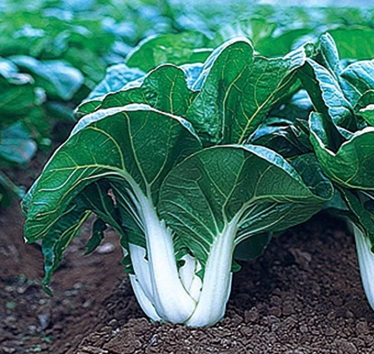 600+ Cabbage Seeds - Pak Choi White Stem -- Heirloom -- NON GMO -- FRESH - $10.75