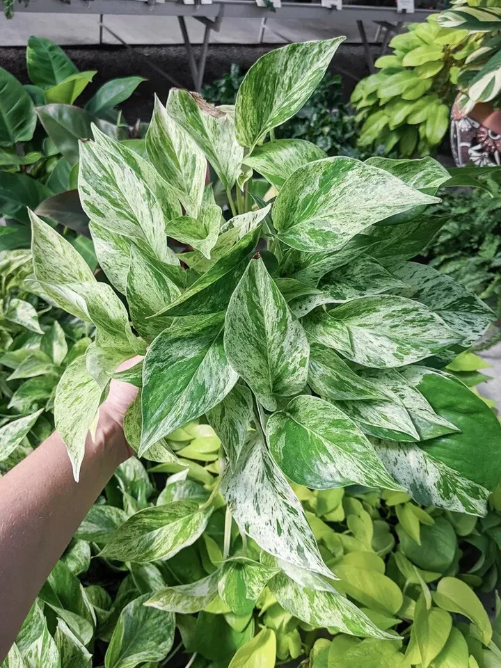 indoor Plant 3 cuttings Marble Queen Pothos Ivy Combo 3 Cuttings  - $22.00