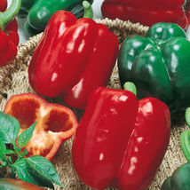 California Wonder Bell Pepper, Variety Sizes, Heirloom, NON-GMO, 500 Seeds - $13.00