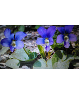 30 Wild Purple Violet Rhizome/Bulbs- Fresh, Healthy, &amp; Bare- Ready To Plant - £18.04 GBP