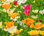 California Poppy Seed Mix 250 Seeds Buy 2 Get 1 FREE Colorful  - £2.38 GBP