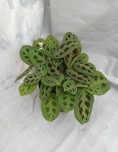 Green Maranta ‘Kerchoveana’ Plant Live Flower Rare Garden Plant Easy Grow EBLY - £28.53 GBP