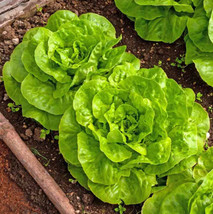 Buttercrunch Butterhead Lettuce Spinach Crunch Bibb Fresh Garden USA SELLER - $9.90