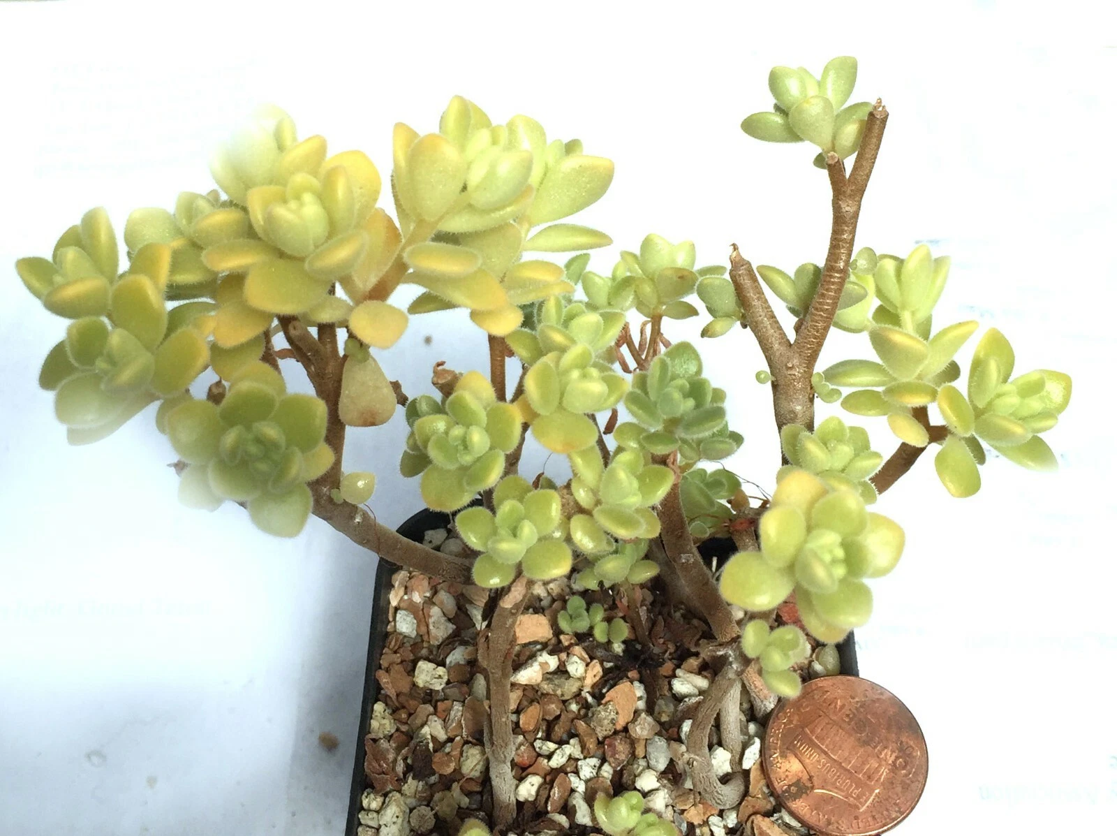 Succulent Plant--Aeonium domesticum--Mini Tree! - $35.54
