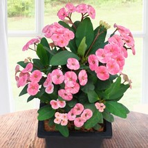 15 Seeds Crown Of Thorns Blushing Flowers Fast US Shipping - $9.50