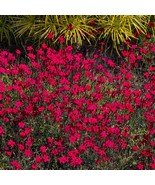 Maiden Pinks Flower 250 Seeds Free Shipping - $76.02 MXN