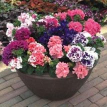 US Seller Petunia Multiflo Star Mix 50 Fresh Seeds Free Shipping - $11.95