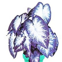 120Seeds Caladium Seeds White Big Leaves With Greyish Purple Edge Garden Beautif - $10.67